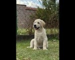 Labrador retriver ženkice
